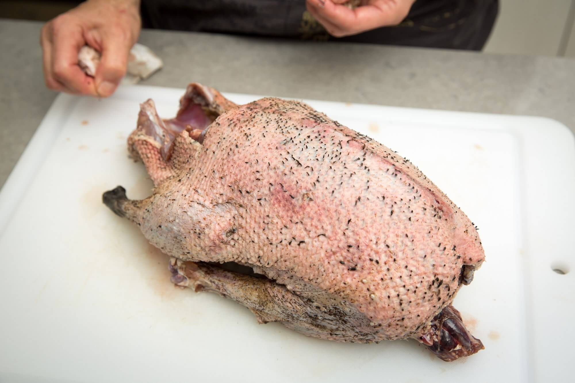 Preparing a raw Canada Goose for roasting